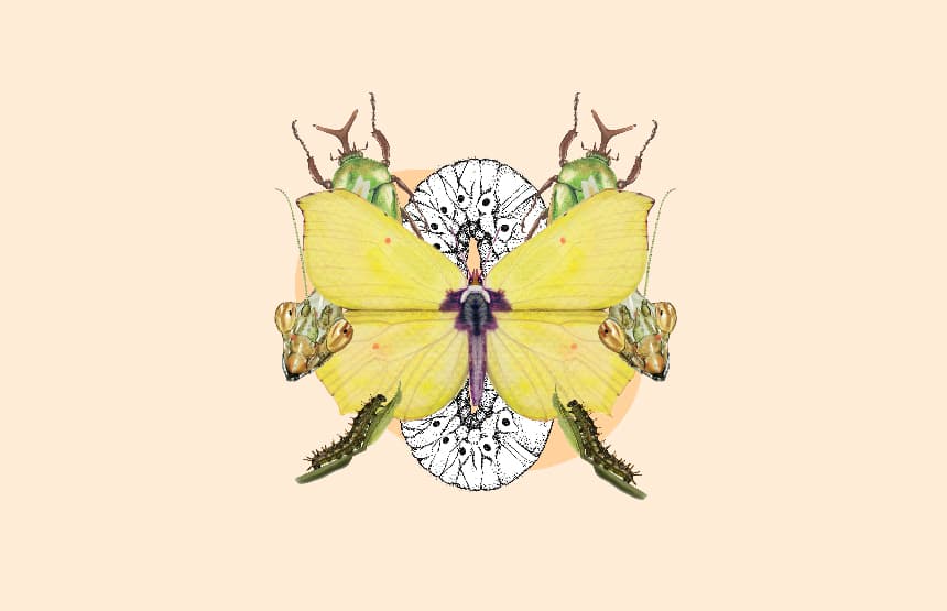TALLER D’IL·LUSTRACIÓ CIENTÍFICA. ELS INSECTES